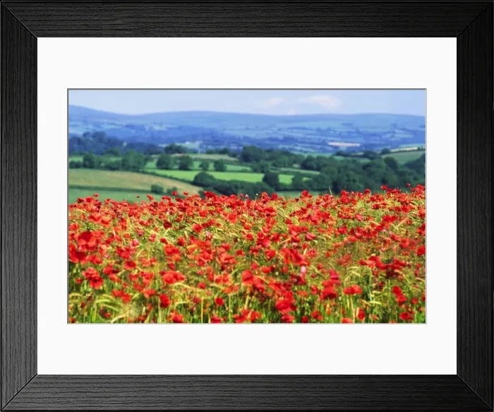 Framed Print : Devon - rolling landscape of fields and woodland with foreground rich crop of poppies amid ripening barley vivid red and Dartmoor distant background, UK Framed Print : Devon - rolling landscape of fields and woodland with foreground rich crop of poppies amid ripening barley vivid red and Dartmoor distant background, UK