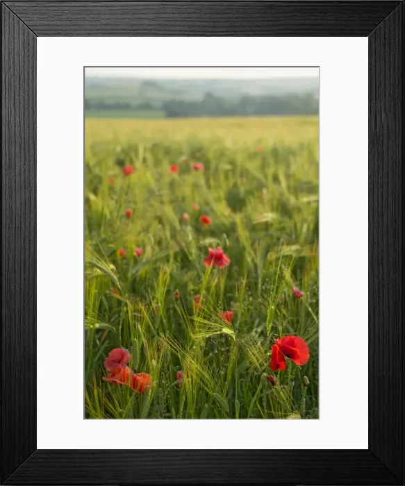 Framed Print : Poppies in green barley Framed Print : Poppies in green barley