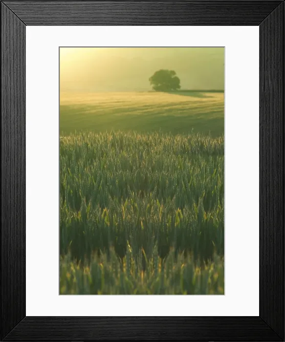 Framed Print : Ripening Barley against evening sunlight, Devon, England Framed Print : Ripening Barley against evening sunlight, Devon, England