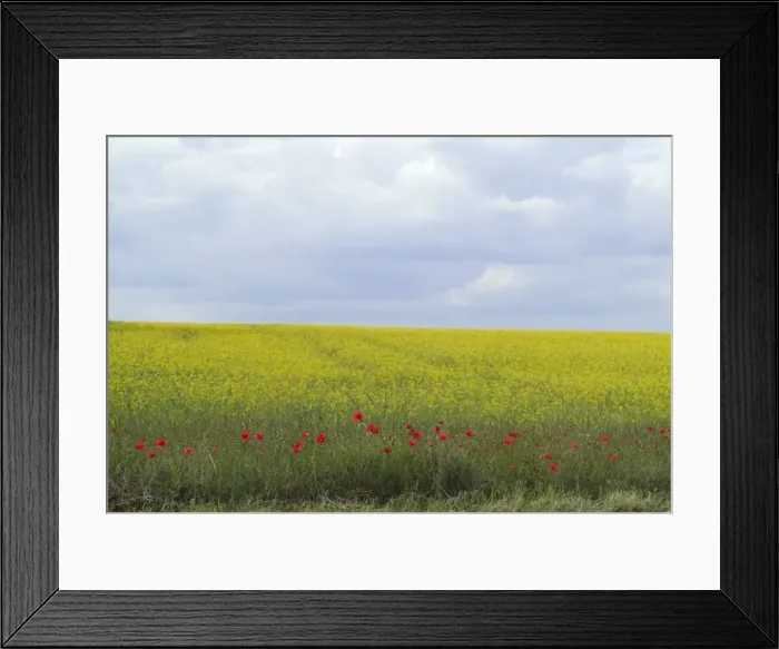 Framed Print : Fringe of Poppies at edge of oilseed rape field, blue cloudy sky Framed Print : Fringe of Poppies at edge of oilseed rape field, blue cloudy sky