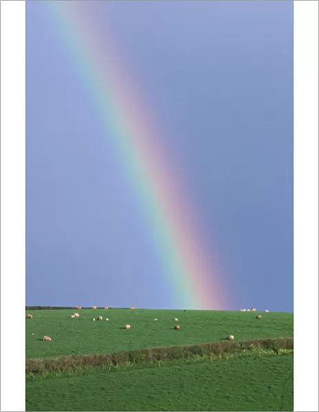 Rainbow above green hill with sheep