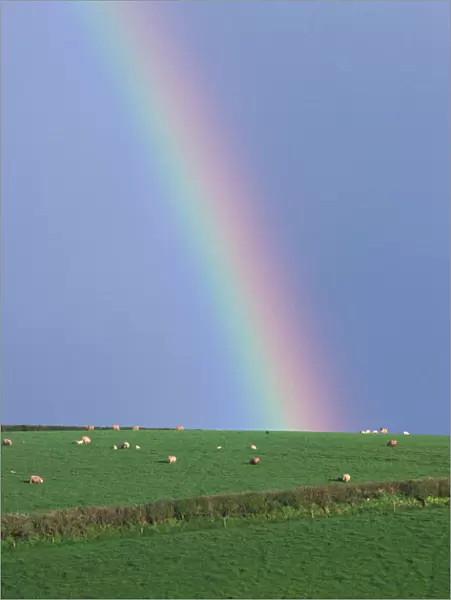 Rainbow above green hill with sheep