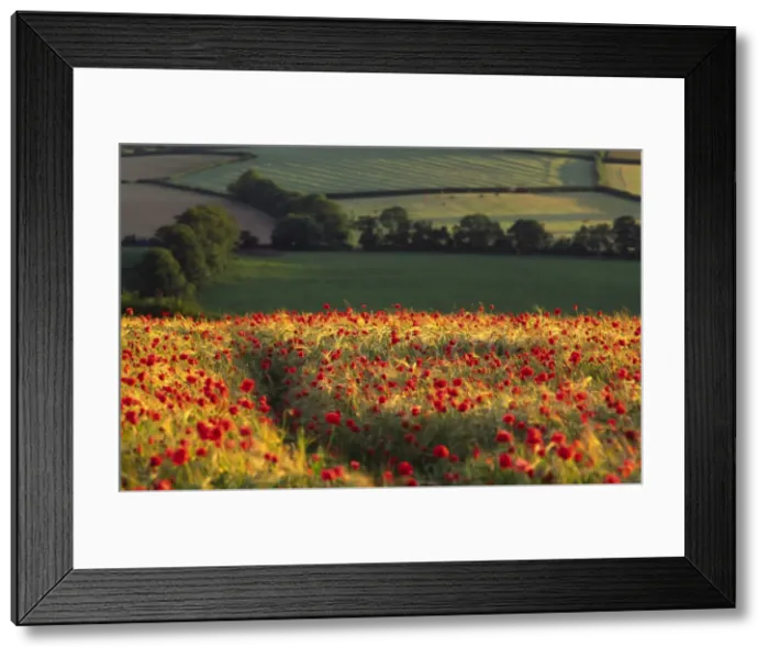 Framed Print : Rolling English landscape of fields and woodland livestock in far background with foreground rich crop of poppies amid ripening barley sidelit vivid red, Devon, UK