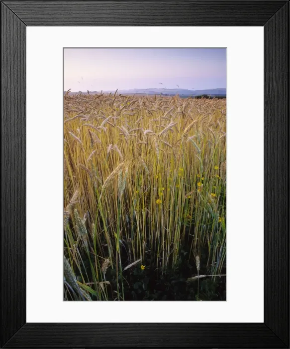Framed Print : Ripening Wheat and rye hybrid triticale cereal crop grown organically this has strong growth of corn marigolds not eradicable by herbicide owing to organic status requirement distant views to hills Framed Print : Ripening Wheat and rye hybrid triticale cereal crop grown organically this has strong growth of corn marigolds not eradicable by herbicide owing to organic status requirement distant views to hills