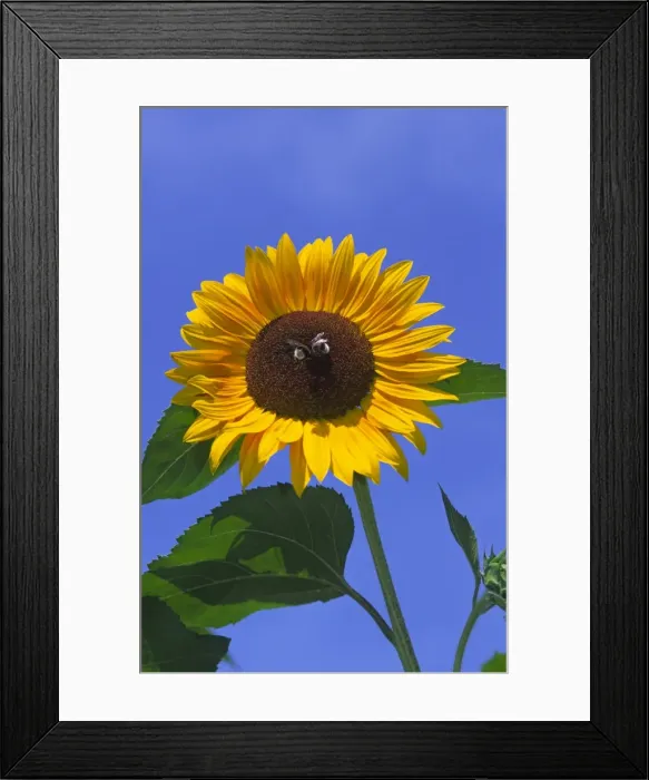 Framed Print : Two Bees in centre of large bright sunlit Sunflower seen very close against deep blue sky Framed Print : Two Bees in centre of large bright sunlit Sunflower seen very close against deep blue sky