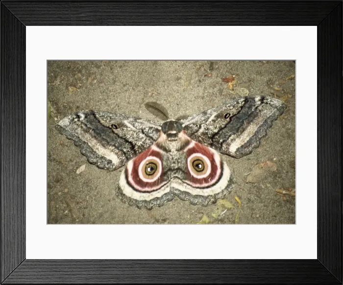 Framed Print : Speckled Emperor Moth Botswana, Africa Framed Print : Speckled Emperor Moth Botswana, Africa