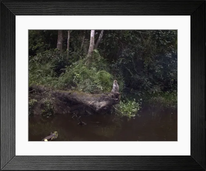 Framed Print : Long-tailed / Crab-eating Macaque - On river bank - Kinabatangan River, Sabah, Borneo, Malaysia Framed Print : Long-tailed / Crab-eating Macaque - On river bank - Kinabatangan River, Sabah, Borneo, Malaysia