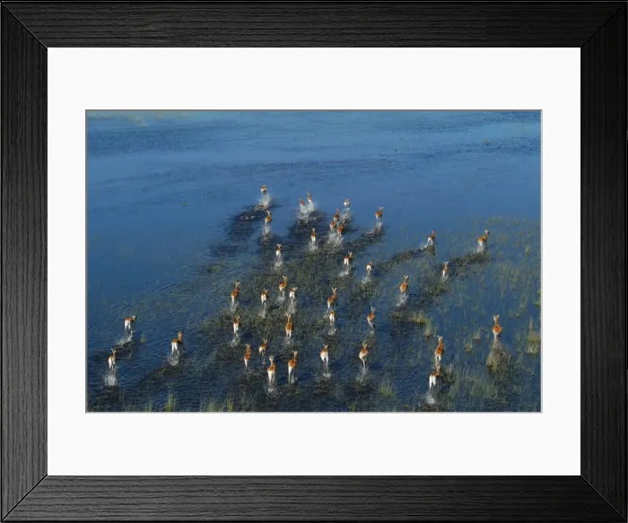 Framed Print : Red Lechwe - Aerial view of Red Lechwe Running in water Okavango Delta Botswana Africa Framed Print : Red Lechwe - Aerial view of Red Lechwe Running in water Okavango Delta Botswana Africa