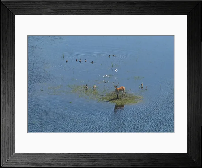 Framed Print : Red Lechwe - Aerial view of Red Lechwe on Okavango Island Okavango Delta Botswana Africa Framed Print : Red Lechwe - Aerial view of Red Lechwe on Okavango Island Okavango Delta Botswana Africa