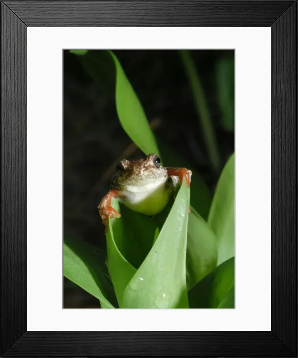 Framed Print : Painted Reed Frog - sitting on leaf Okavango Delta Botswana Africa Framed Print : Painted Reed Frog - sitting on leaf Okavango Delta Botswana Africa