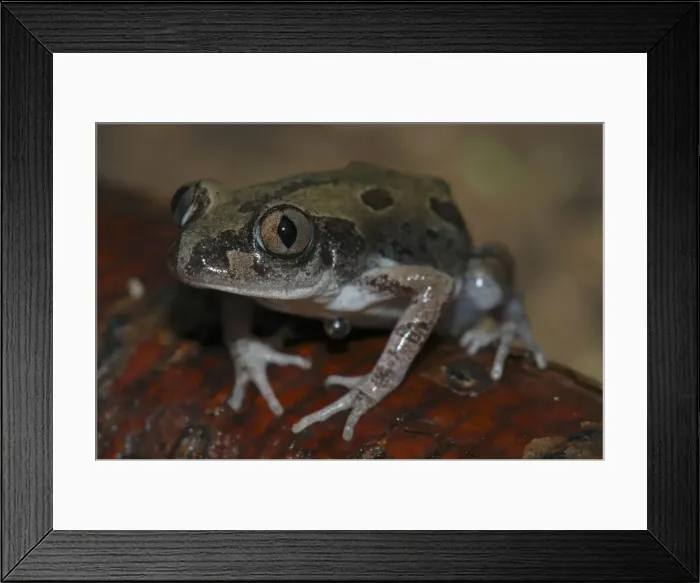 Framed Print : Bubbling Kassina Frog - Close up Botswana Africa Framed Print : Bubbling Kassina Frog - Close up Botswana Africa