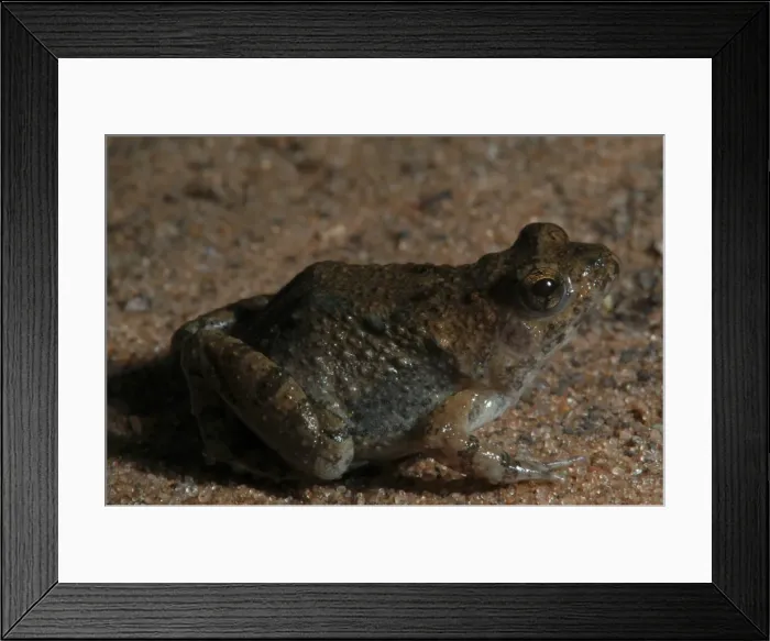 Framed Print : Snoring Puddle Frog - Close Up Botswana Africa Framed Print : Snoring Puddle Frog - Close Up Botswana Africa