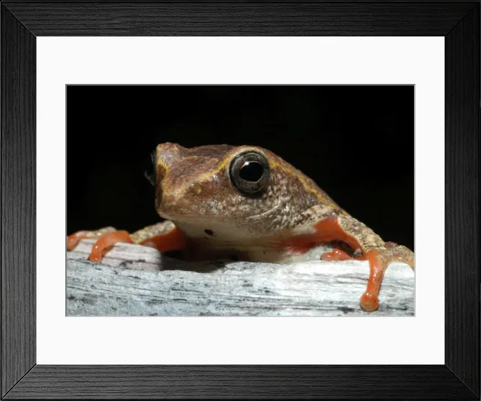 Framed Print : Painted Reed Frog - sitting on log Okavango Delta Botswana Africa Framed Print : Painted Reed Frog - sitting on log Okavango Delta Botswana Africa