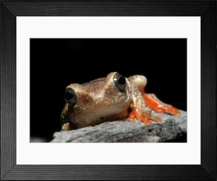 Framed Print : Painted Reed Frog - sitting on log Okavango Delta Botswana Africa Framed Print : Painted Reed Frog - sitting on log Okavango Delta Botswana Africa
