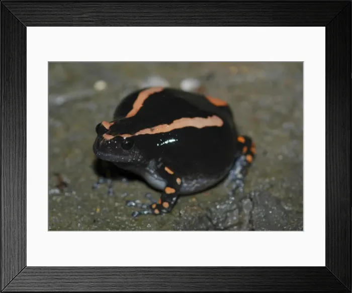 Framed Print : Banded Rubber Frog - Close up Botswana Africa Framed Print : Banded Rubber Frog - Close up Botswana Africa