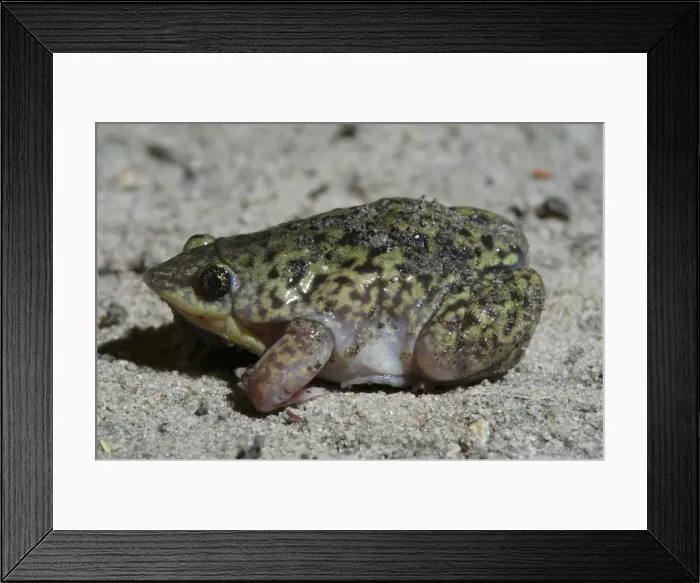 Framed Print : Mottled Shovel-nosed Frog - Close up Botswana Africa Framed Print : Mottled Shovel-nosed Frog - Close up Botswana Africa