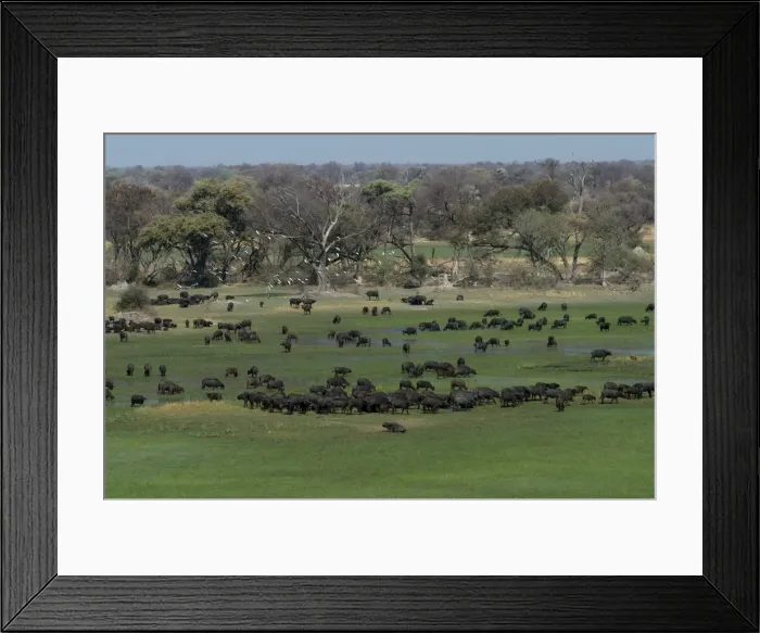 Framed Print : Cape Buffalo - Herd Okavango Delta Botswana Africa Framed Print : Cape Buffalo - Herd Okavango Delta Botswana Africa