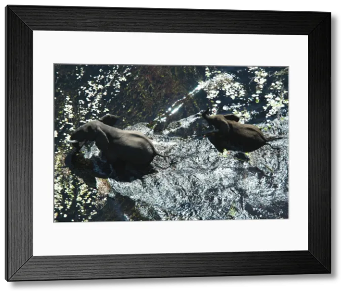 Framed Print : African Elephants - Mother & Calf in water. Okavango Delta Botswana Africa Framed Print : African Elephants - Mother & Calf in water. Okavango Delta Botswana Africa