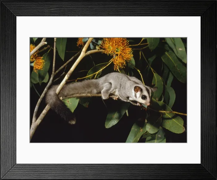 Framed Print : Sugar Glider Framed Print : Sugar Glider