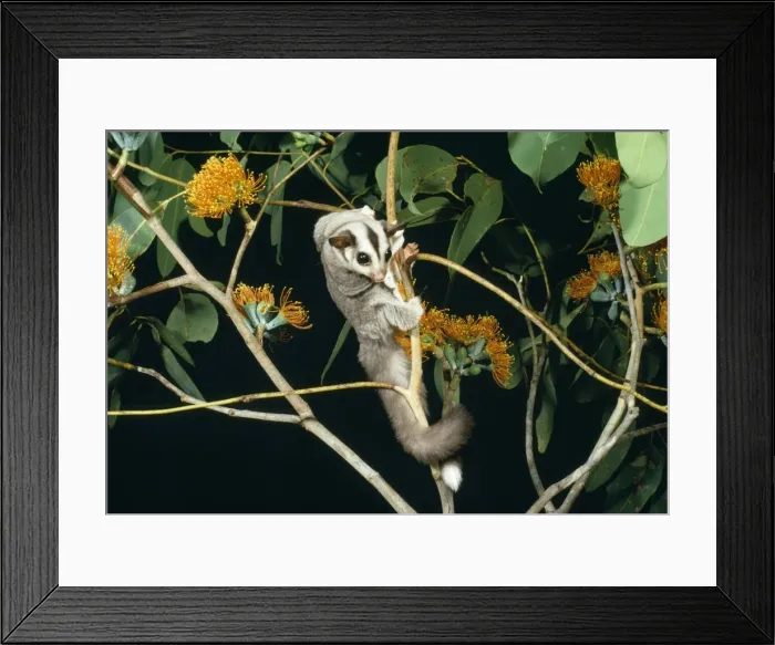 Framed Print : Sugar Glider Framed Print : Sugar Glider