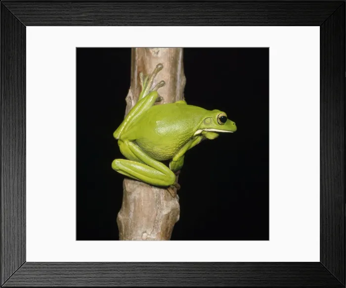 Framed Print : Giant Treefrog Framed Print : Giant Treefrog
