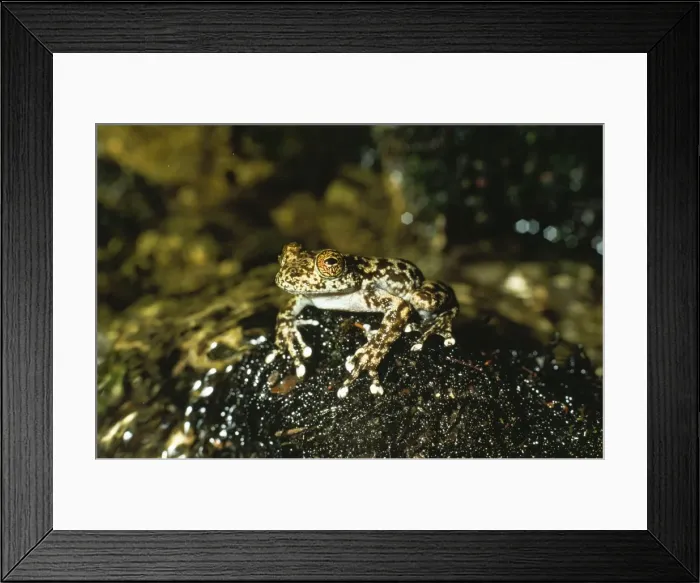 Framed Print : Water Fall / Torrent Frog Australia Framed Print : Water Fall / Torrent Frog Australia