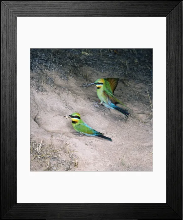 Framed Print : Rainbow Bee-eater - pair, one landing & other with insect in beak Framed Print : Rainbow Bee-eater - pair, one landing & other with insect in beak