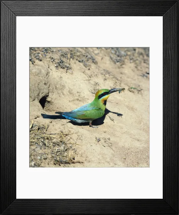Framed Print : Rainbow Bee-eater - insect in beak Australia Framed Print : Rainbow Bee-eater - insect in beak Australia