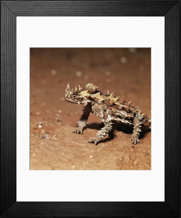 Framed Print : Thorny Devil Lizard Framed Print : Thorny Devil Lizard