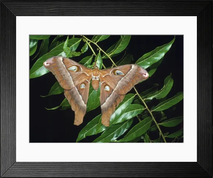 Framed Print : Hercules / Atlas Moth - female North Queensland, Australia Framed Print : Hercules / Atlas Moth - female North Queensland, Australia