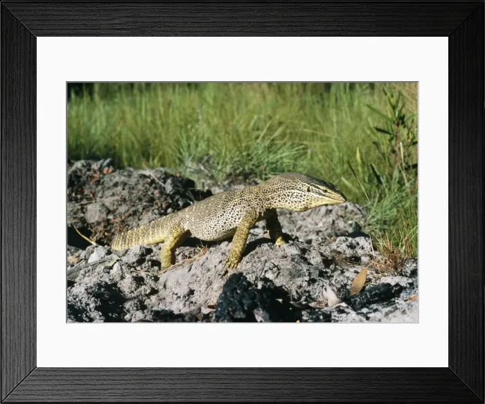 Framed Print : Gould's Sand Monitor Lizard Cape York, Australia Framed Print : Gould's Sand Monitor Lizard Cape York, Australia