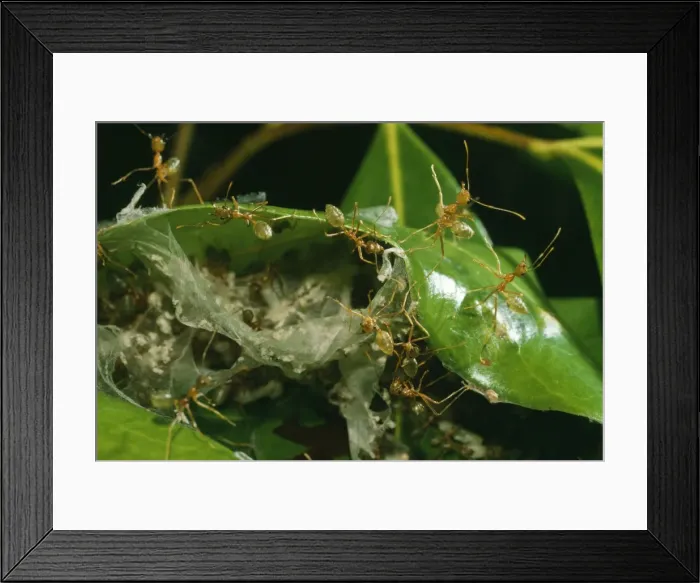 Framed Print : Green Ants - building nest Rainforest Australia Framed Print : Green Ants - building nest Rainforest Australia