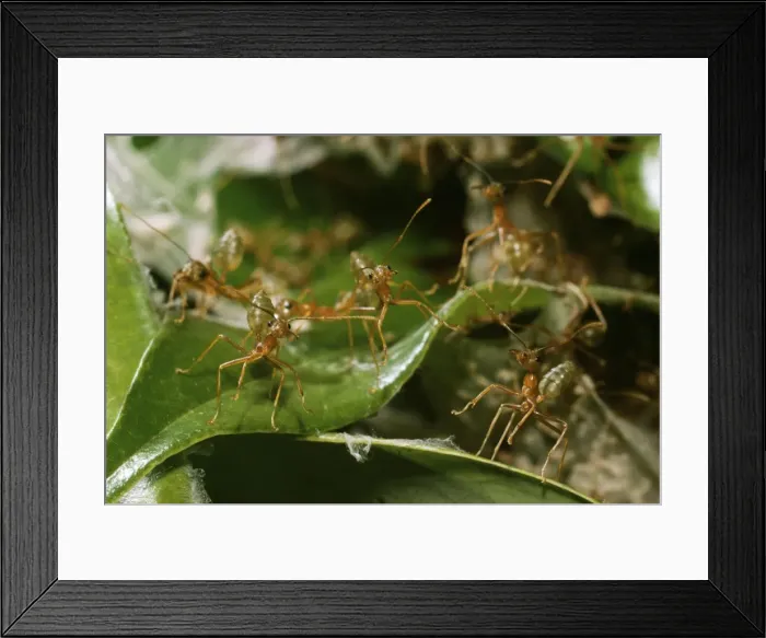 Framed Print : Green Ants Rainforest, Northern Territory, Australia Framed Print : Green Ants Rainforest, Northern Territory, Australia