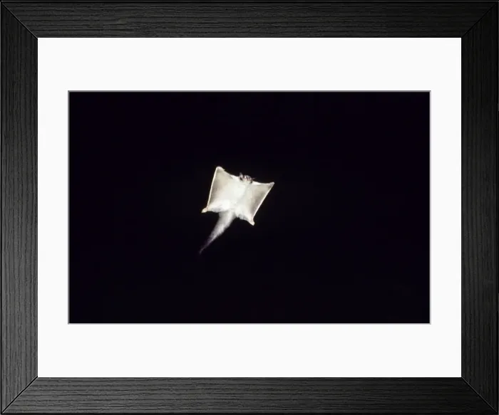 Framed Print : Squirrel Glider - gliding at night Fam: Petauridae Framed Print : Squirrel Glider - gliding at night Fam: Petauridae