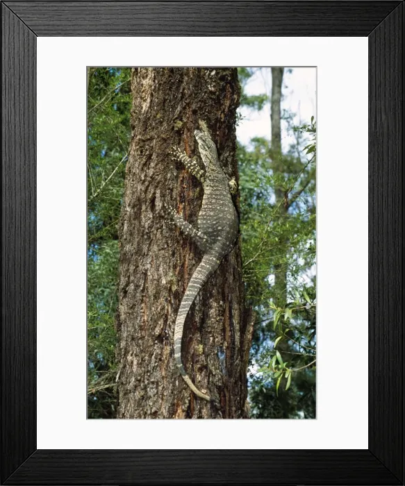 Framed Print : Lace Monitor Lizard - up a tree Eastern Australia Framed Print : Lace Monitor Lizard - up a tree Eastern Australia