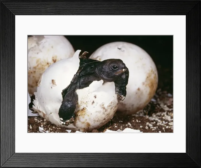 Framed Print : Giant Tortoise HDD 01 Hatching, Galapagos Islands. Testudo elephantopus © Hans D. Dossenbach  /  ardea. com