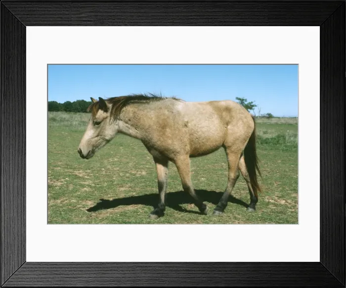 Framed Print : Horse - Mongolian Pony Framed Print : Horse - Mongolian Pony