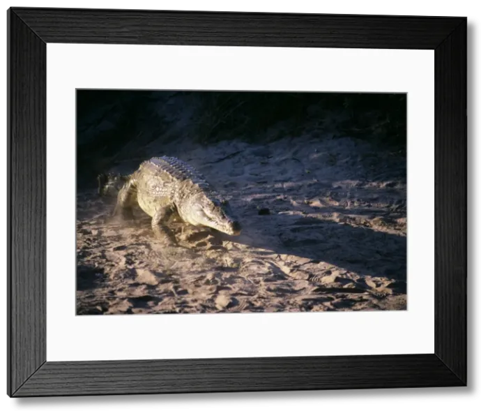 Framed Print : Nile Crocodile Framed Print : Nile Crocodile