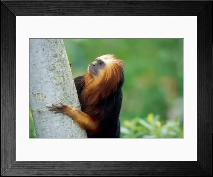 Framed Print : Golden-headed lion Tamarin  /  Gold and Black Lion Tamarin  /  Golden Headed Lion Marmoset  /  Golden Headed Tamarin - By tree Bahia, Brazil
