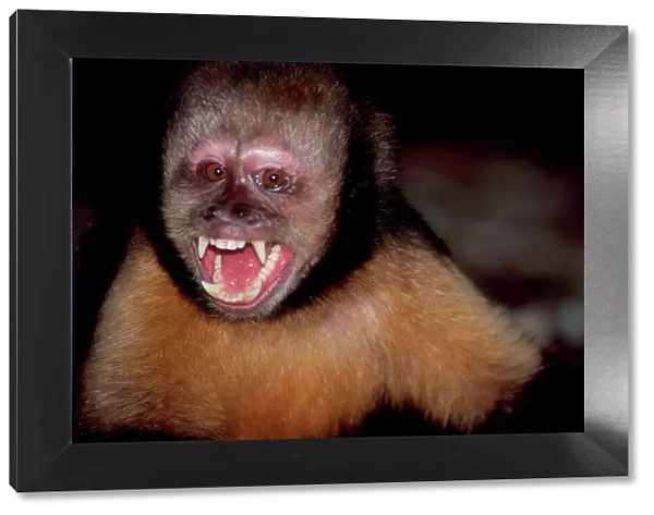 Yellow-breasted capuchin  /  Buff-headed Capuchin  /  Buffy-headed Capuchin  /  Golden-bellied Capuchin - With mouth open showing teeth (Previously known as: Cebus apella) Bahia, Brazil
