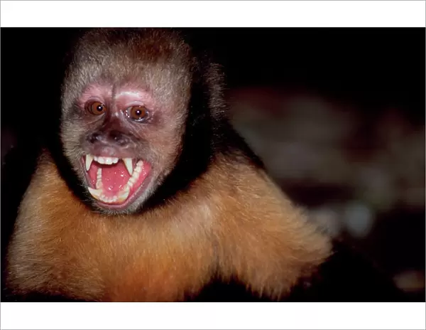 Yellow-breasted capuchin  /  Buff-headed Capuchin  /  Buffy-headed Capuchin  /  Golden-bellied Capuchin - With mouth open showing teeth (Previously known as: Cebus apella) Bahia, Brazil