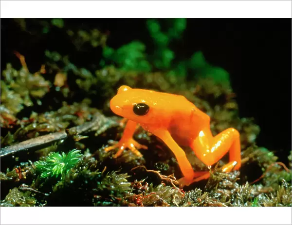 Gold Mantella  /  Frog. Madagascar