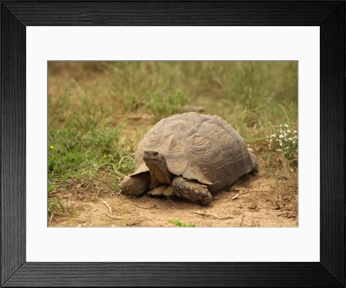 Framed Print : Leopard Tortoise - Cold-blooded reptile, most abundant tortoise in The Addo Elephant National Park, Eastern Cape, South Africa Framed Print : Leopard Tortoise - Cold-blooded reptile, most abundant tortoise in The Addo Elephant National Park, Eastern Cape, South Africa