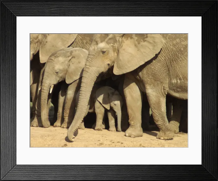 Framed Print : Elephants protecting their calves - Close up of adult elephants and calves taken at a waterhole in the Addo Elephant National Park Framed Print : Elephants protecting their calves - Close up of adult elephants and calves taken at a waterhole in the Addo Elephant National Park