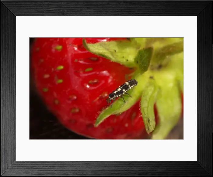 Framed Print : Ladybird Larvae on Strawberry Framed Print : Ladybird Larvae on Strawberry