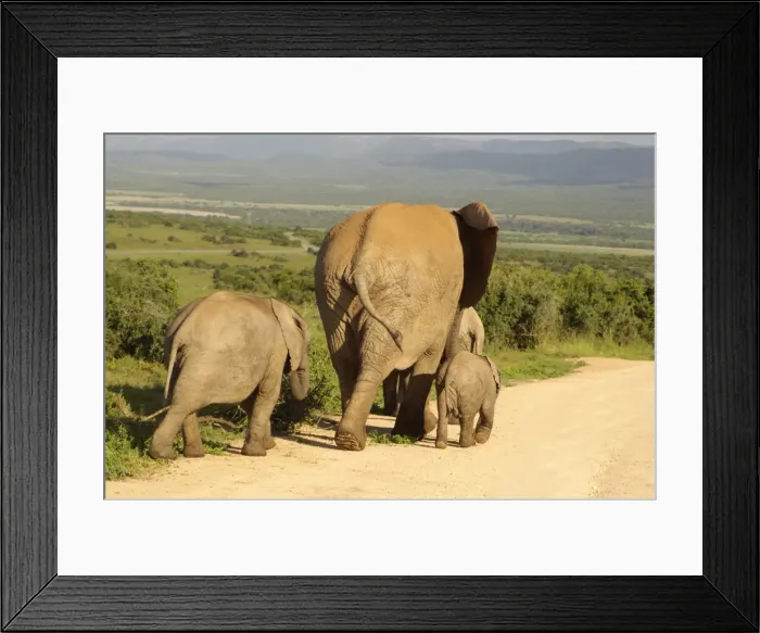 Framed Print : Cow Elephant and calves - Addo Elephant National Park, Eastern Cape, South Africa Framed Print : Cow Elephant and calves - Addo Elephant National Park, Eastern Cape, South Africa