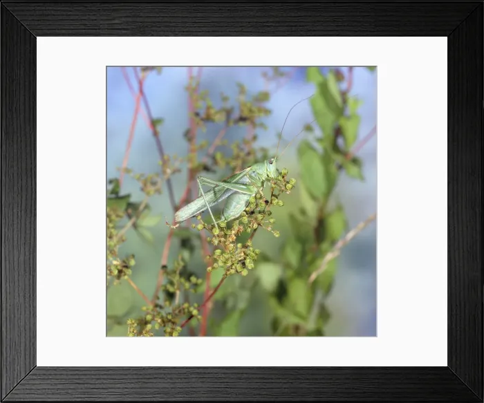 Framed Print : Great Green Bush Cricket Framed Print : Great Green Bush Cricket