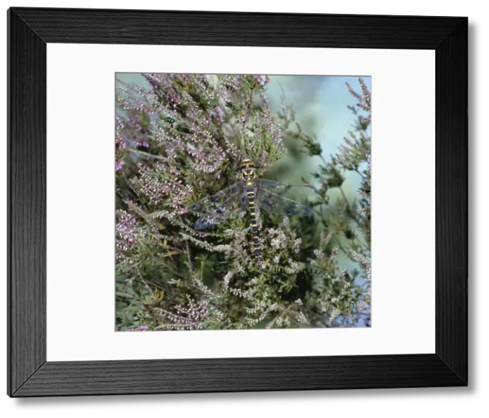 Framed Print : Golden-ringed Dragonfly Framed Print : Golden-ringed Dragonfly