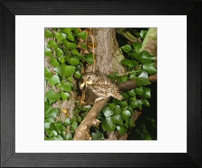 Framed Print : Little Owl - adult feeding young with Ghost Moth at nest entrance Framed Print : Little Owl - adult feeding young with Ghost Moth at nest entrance
