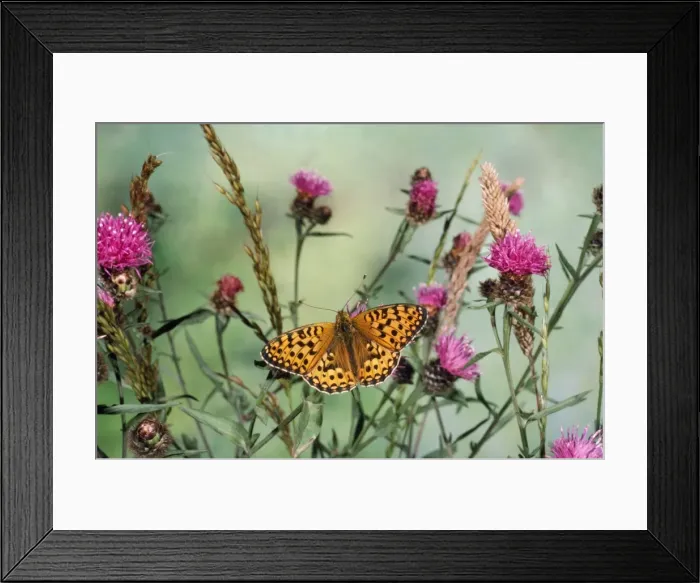 Framed Print : Dark Green Fritillary Framed Print : Dark Green Fritillary